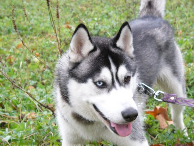 Photo de Husky siberien