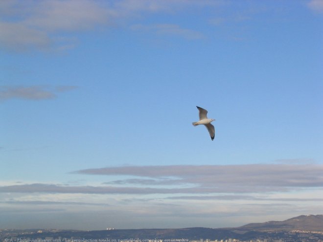 Photo de Mouette