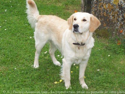 Photo de Golden retriever