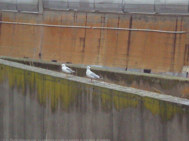 Photo de Mouette