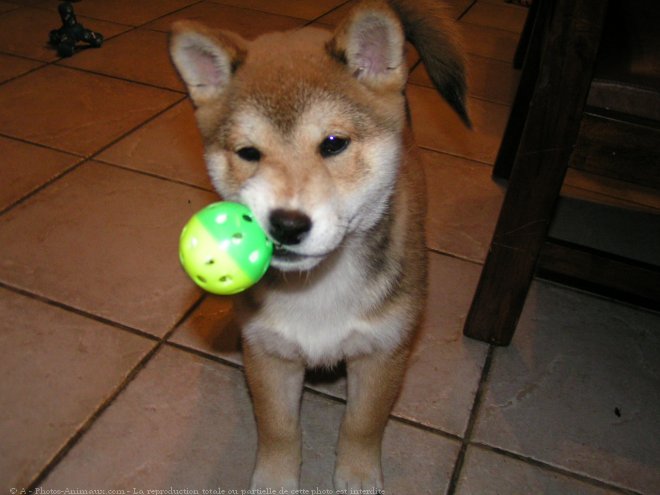 Photo de Shiba