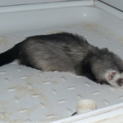 Photo de Furet