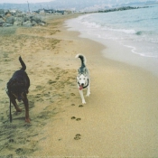 Photo de Husky siberien