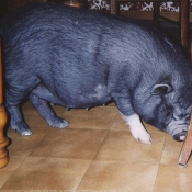 Photo de Cochon