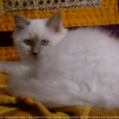 Photo de Sacr de birmanie