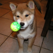 Photo de Shiba