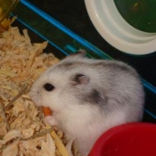 Photo de Hamster