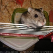 Photo de Hamster