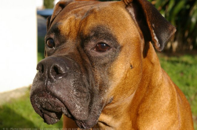 Photo de Boxer