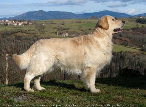 Photo de Golden retriever