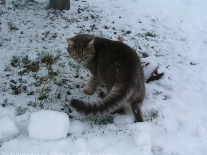 Photo de Chat domestique