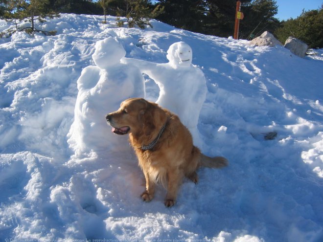 Photo de Golden retriever