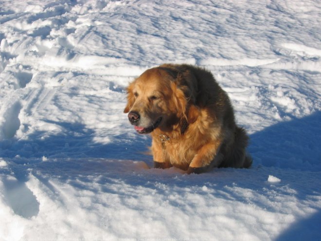 Photo de Golden retriever