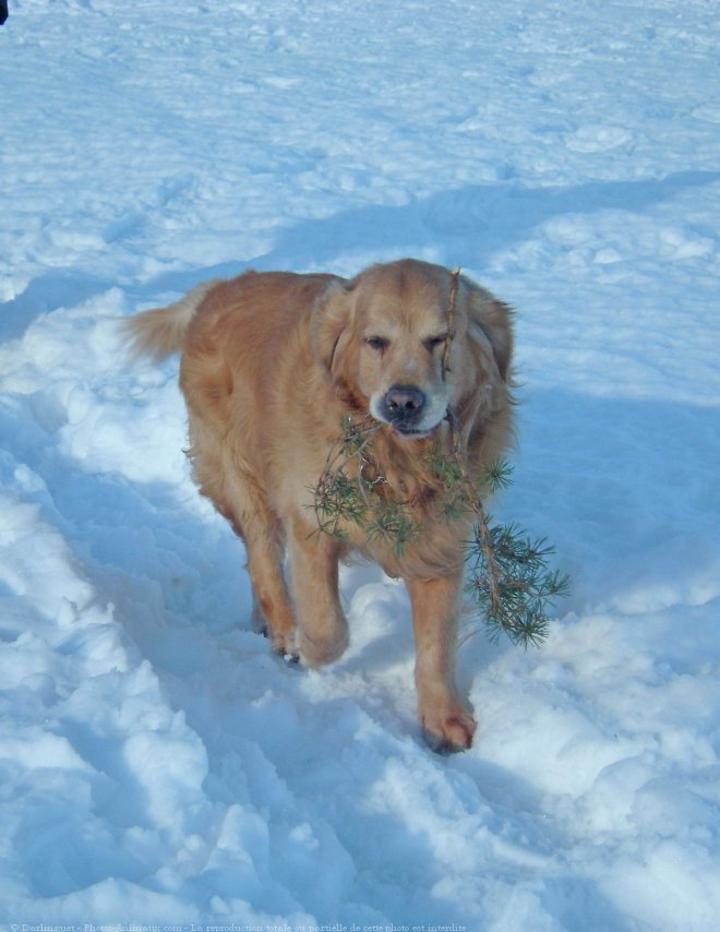 Photo de Golden retriever