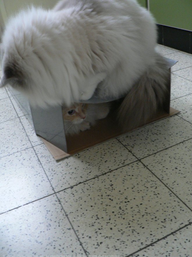 Photo de Ragdoll