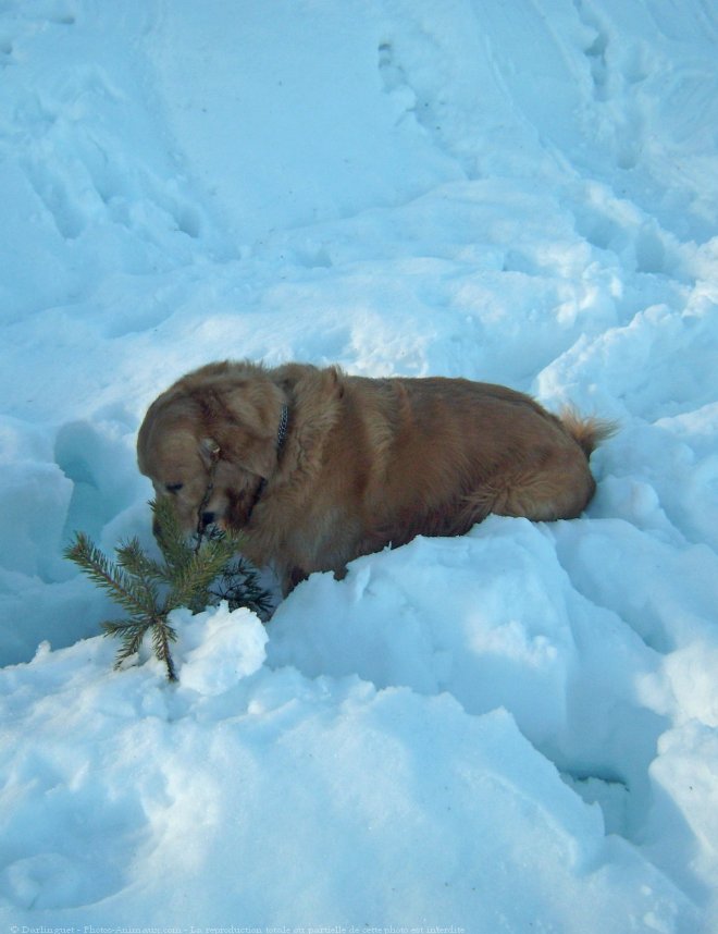 Photo de Golden retriever