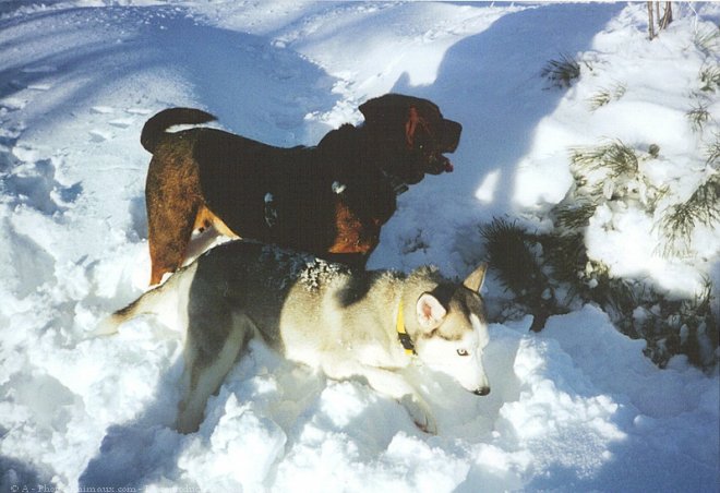 Photo de Husky siberien