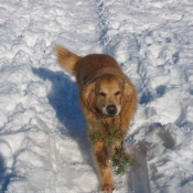 Photo de Golden retriever