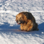 Photo de Golden retriever