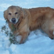 Photo de Golden retriever