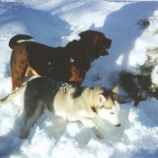 Photo de Husky siberien