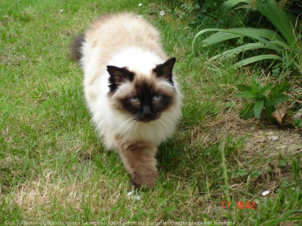 Photo de Sacr de birmanie