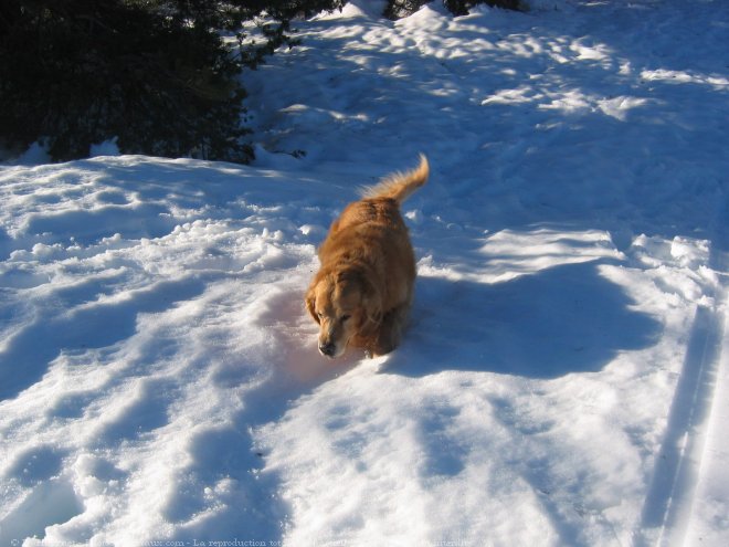 Photo de Golden retriever