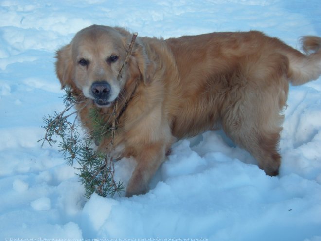 Photo de Golden retriever