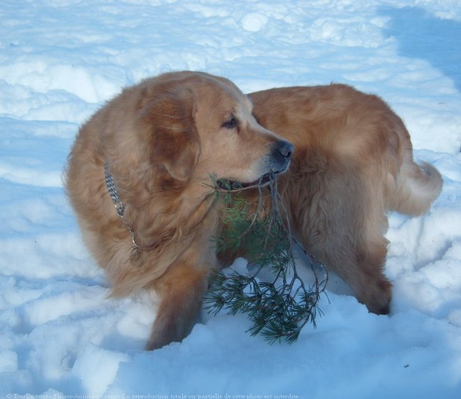 Photo de Golden retriever