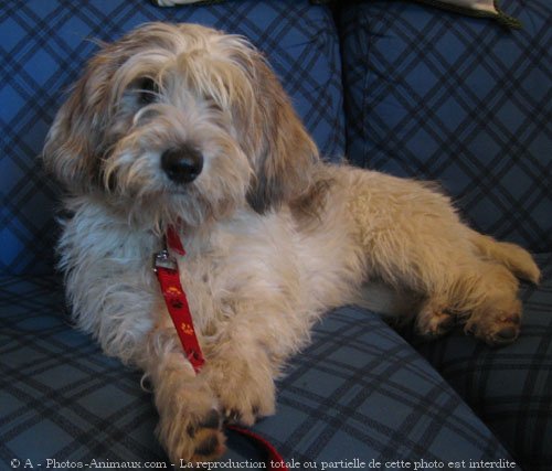 Photo de Petit basset griffon venden