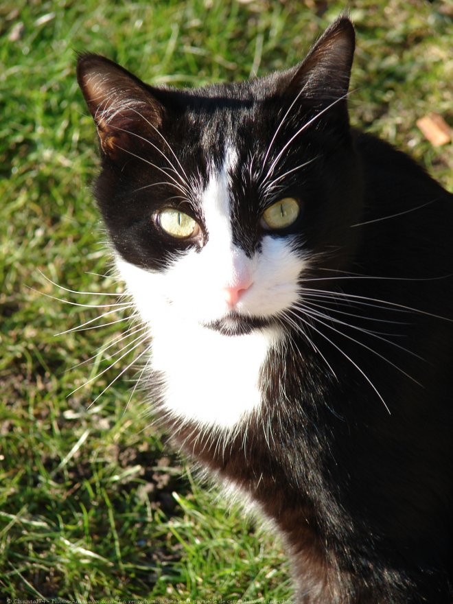 Photo de Chat domestique