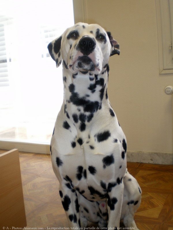 Photo de Dalmatien