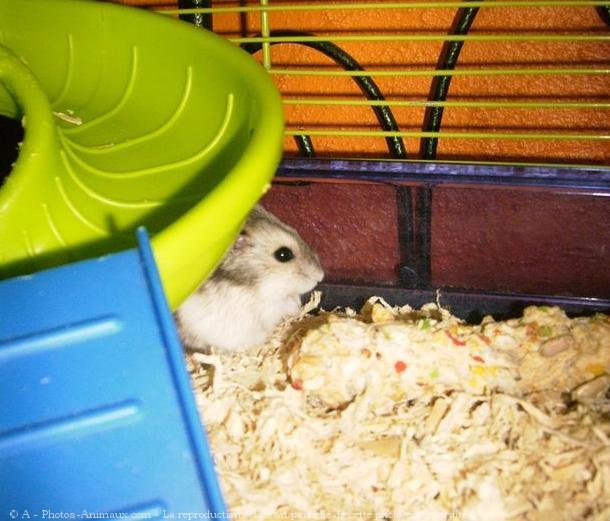 Photo de Hamster