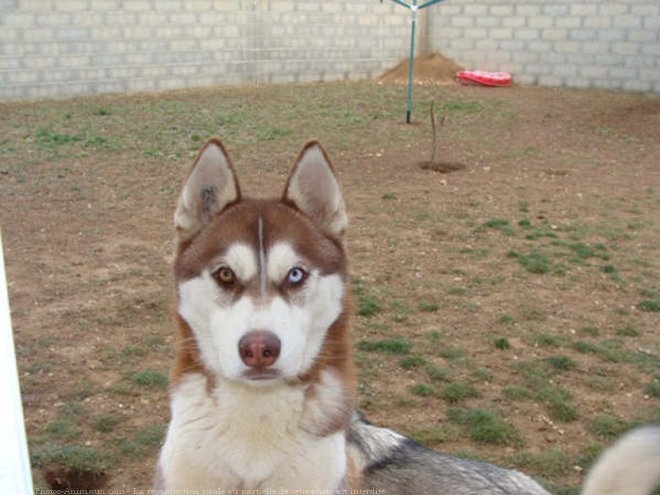 Photo de Husky siberien