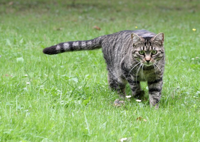 Photo de Chat domestique