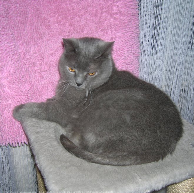 Photo de Chartreux