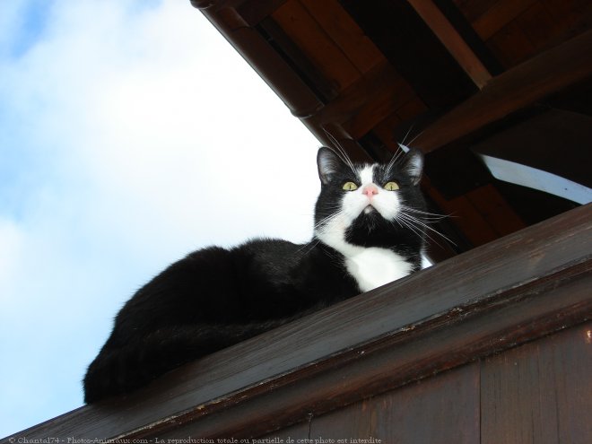 Photo de Chat domestique