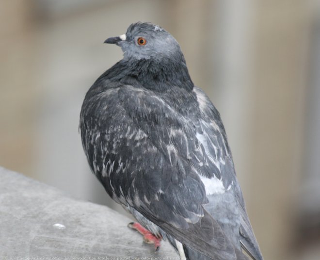 Photo de Pigeon