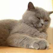 Photo de British shorthair