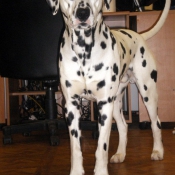 Photo de Dalmatien