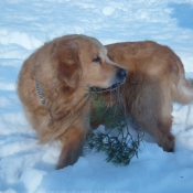 Photo de Golden retriever