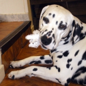 Photo de Dalmatien