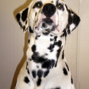 Photo de Dalmatien