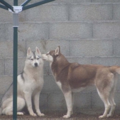 Photo de Husky siberien