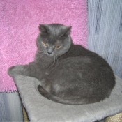 Photo de Chartreux