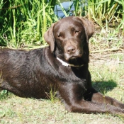 Photo de Labrador retriever