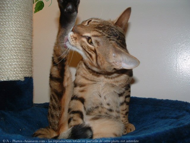 Photo de Bengal