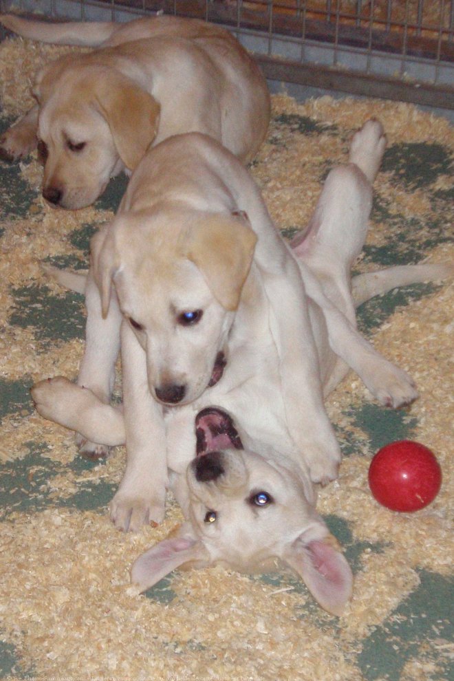 Photo de Labrador retriever