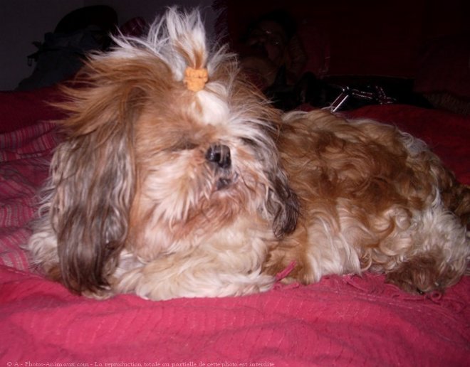 Photo de Shih tzu