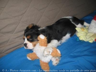 Photo de Cavalier king charles spaniel